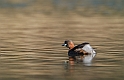 Little grebe - A